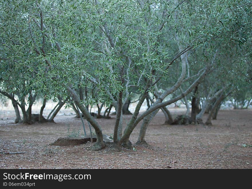 The olive grove on island Lastovo - Croatia