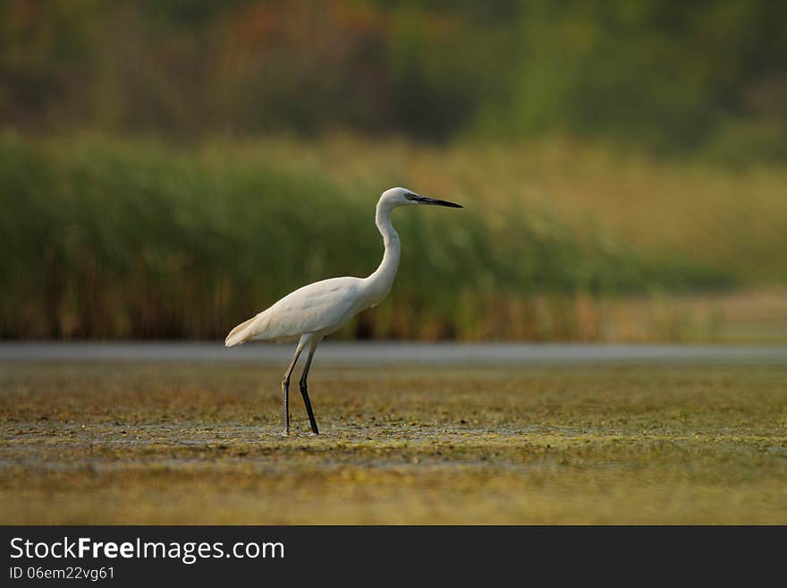 Little Egret &x28;Egretta garzetta&x29;.