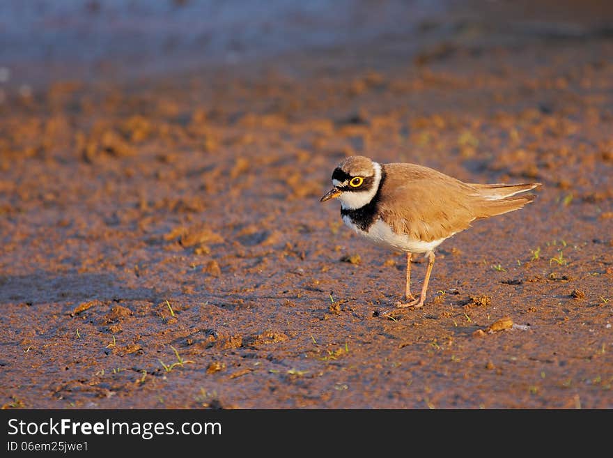 Little Ringed Plover &x28;Charadrius Dubius&x29;.