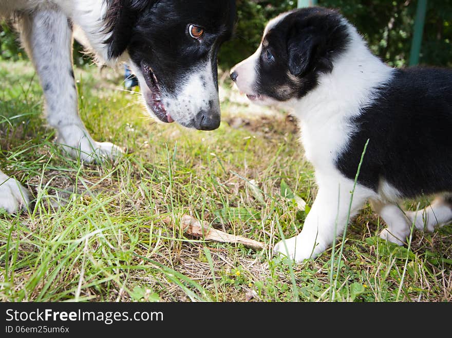 Border Collie puppy looking at mother eyes