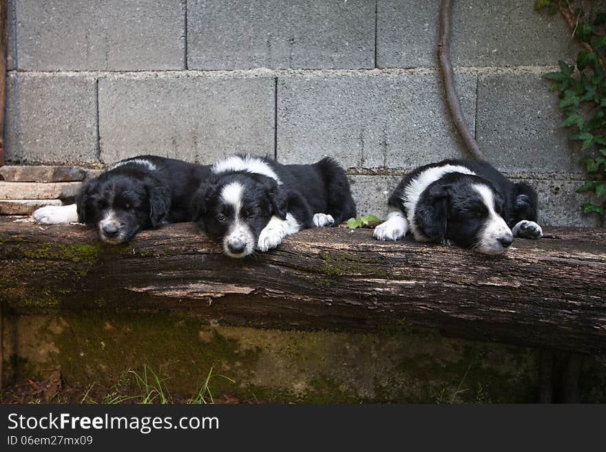 6 Weeks Old Puppies - Border Collie Sleeping On Bench