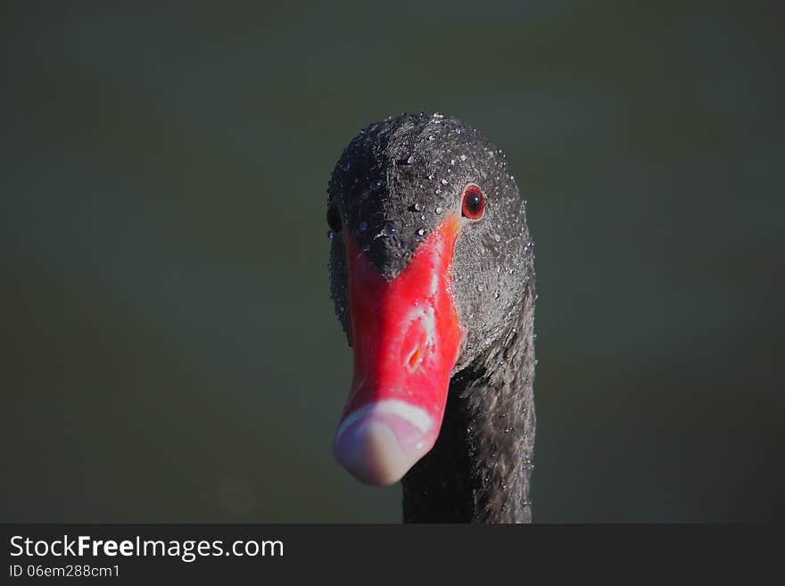 Black Swan &x28;Cygnus atratus&x29;.