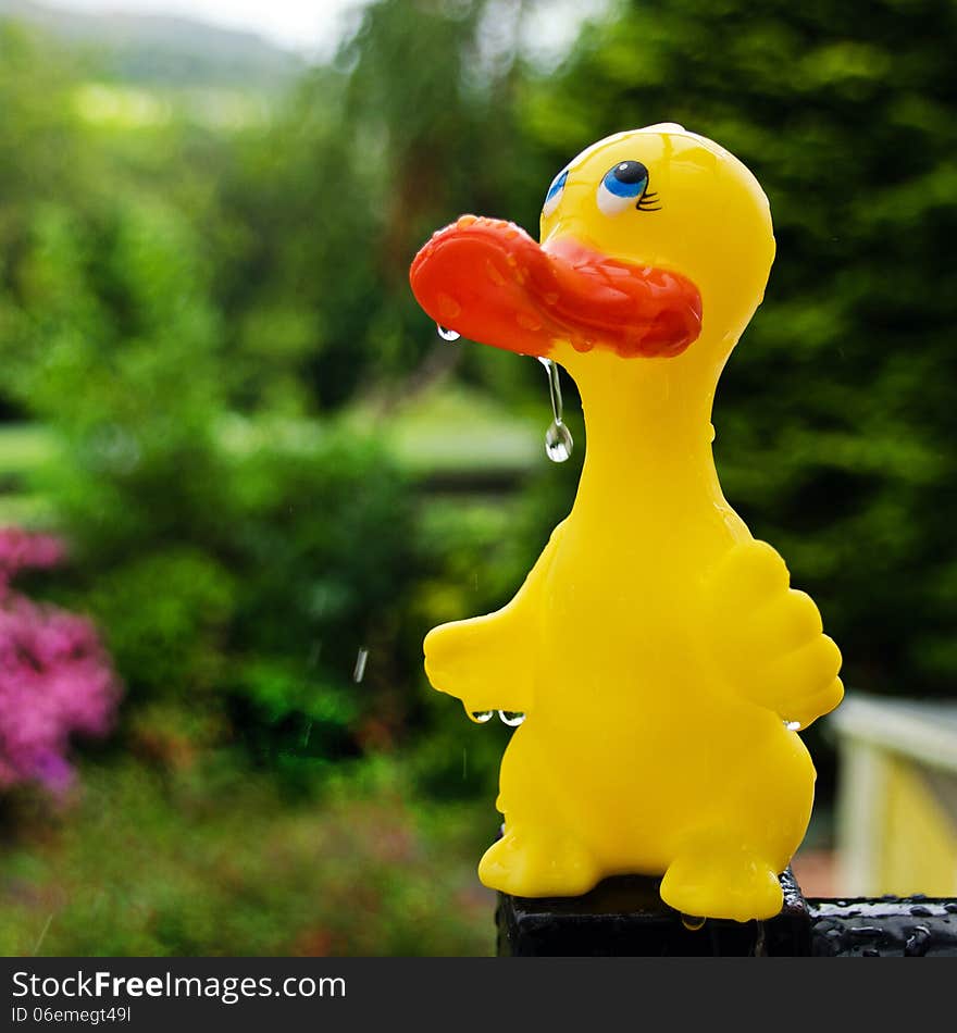 Rubber duck in the rain looking sad. Rubber duck in the rain looking sad.