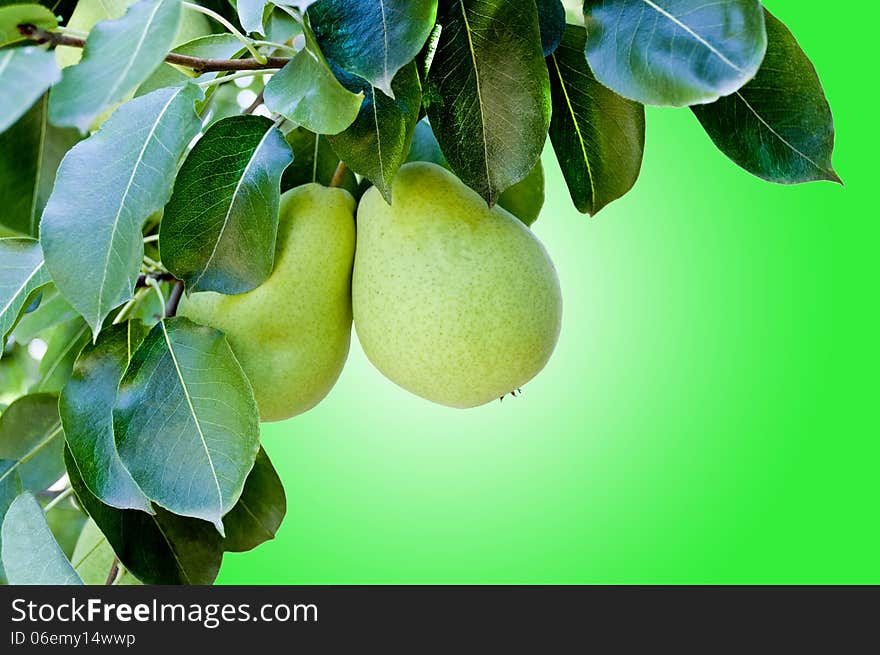 Pears hanging