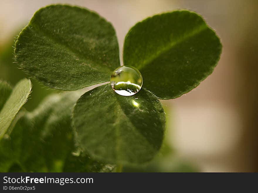 Clover with three leaves and a drop. Clover with three leaves and a drop