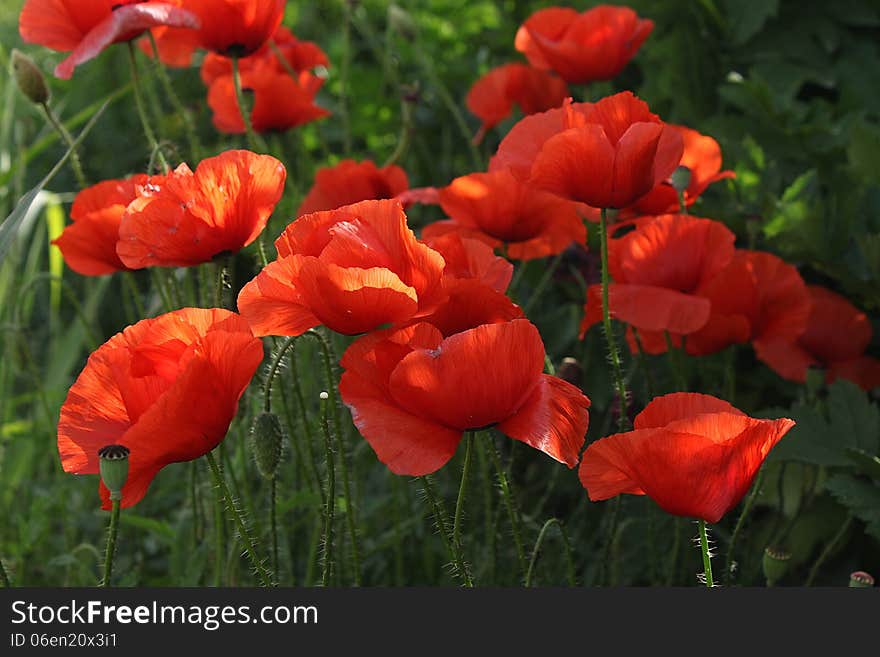 Family of red poppies