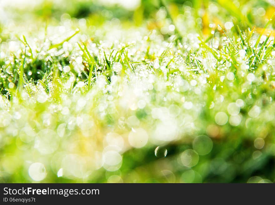 Close up image of fresh spring green grass