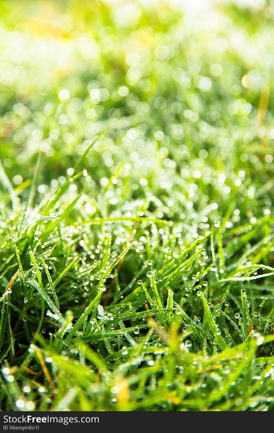 Close up image of fresh spring green grass