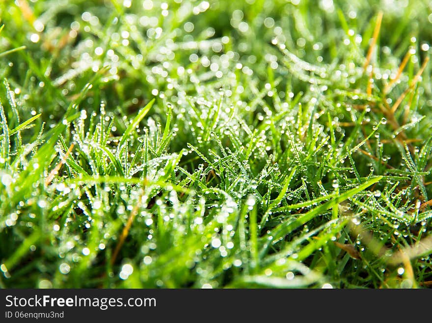 Close up image of fresh spring green grass