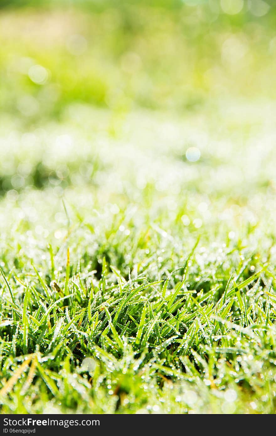 Close up image of fresh spring green grass