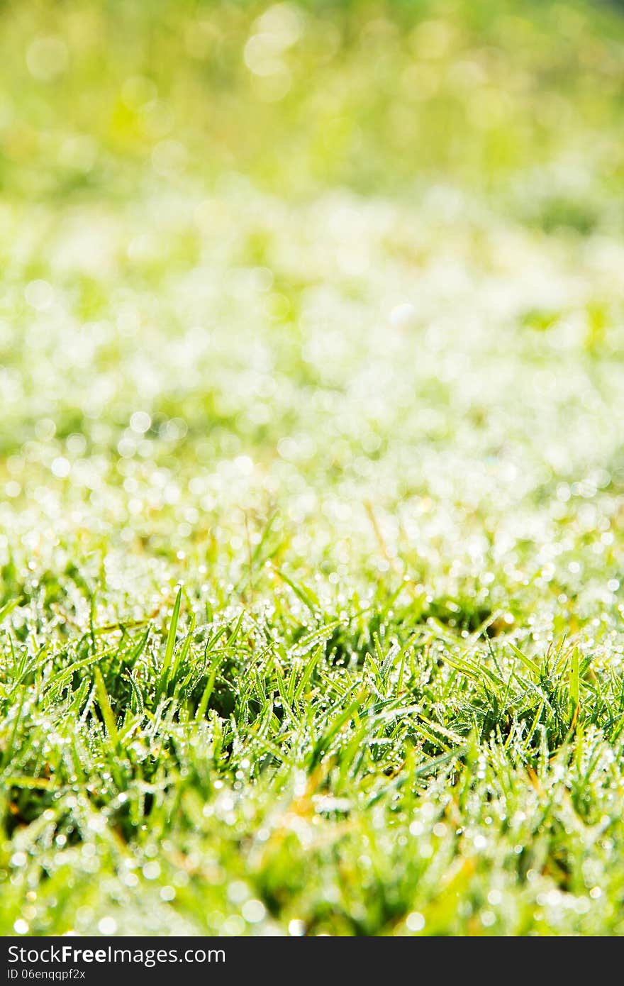 Close up image of fresh spring green grass