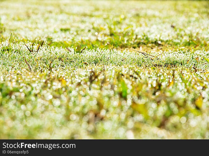 Close up image of fresh spring green grass