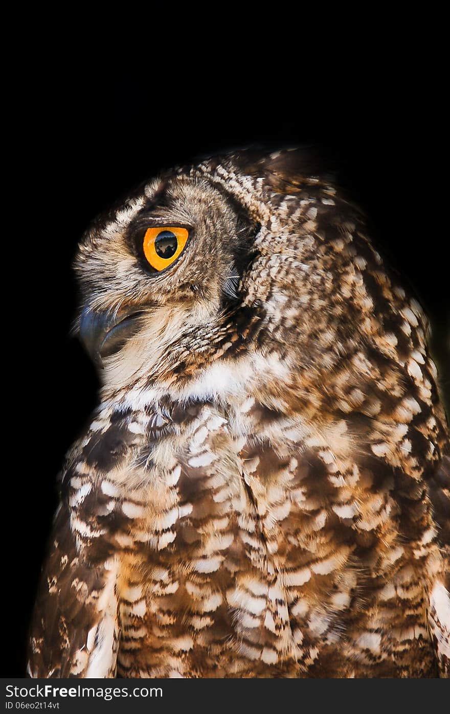 A close up of a Spotted Eagle-Owl ( Bubo africanus ) isolated and against a black background photographed at Radical Raptors sanctuary in South Africa.