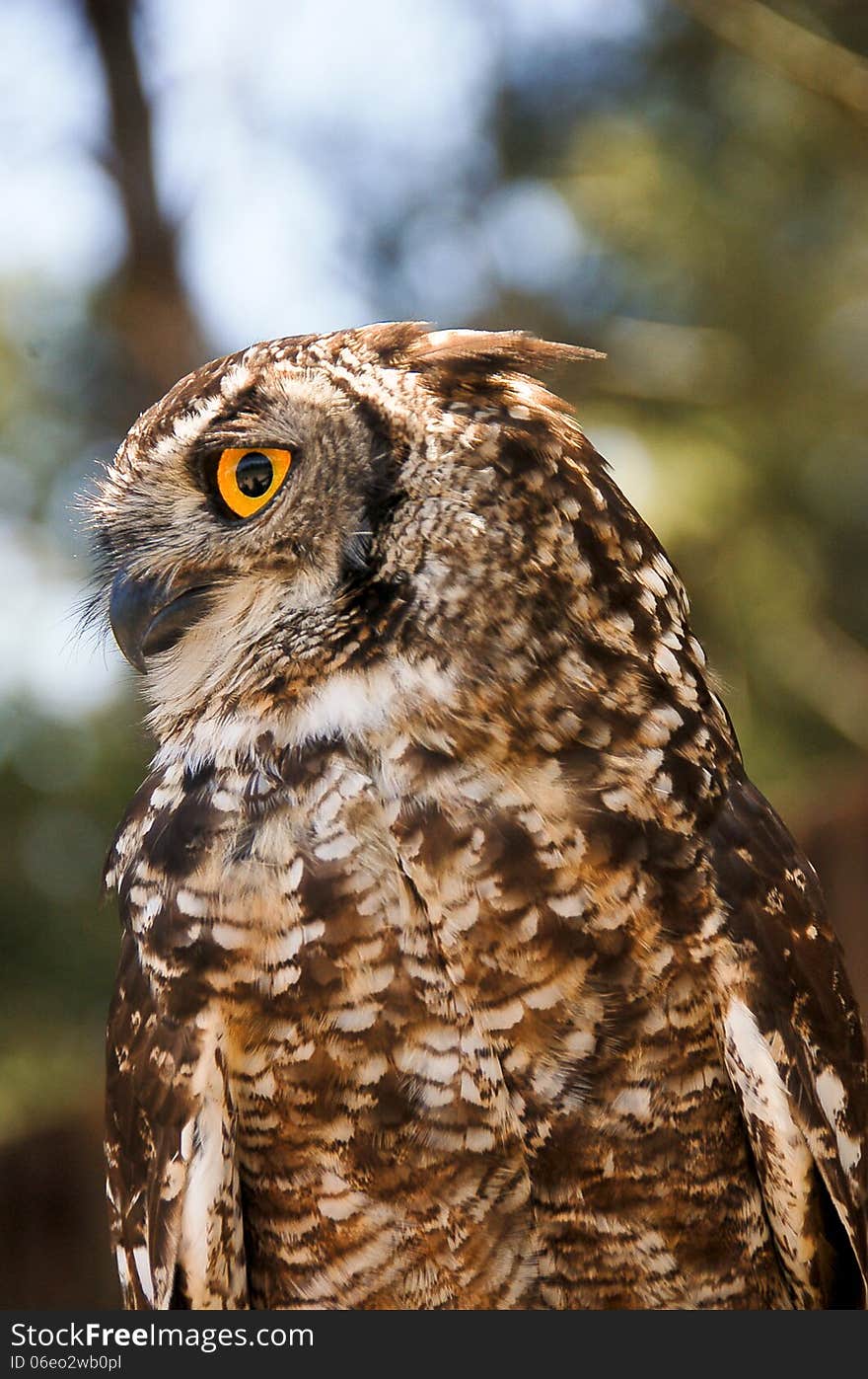 A Spotted Eagle-Owl ( Bubo africanus ) photographed at the Radical Raptors sanctuary in South Africa. A Spotted Eagle-Owl ( Bubo africanus ) photographed at the Radical Raptors sanctuary in South Africa.