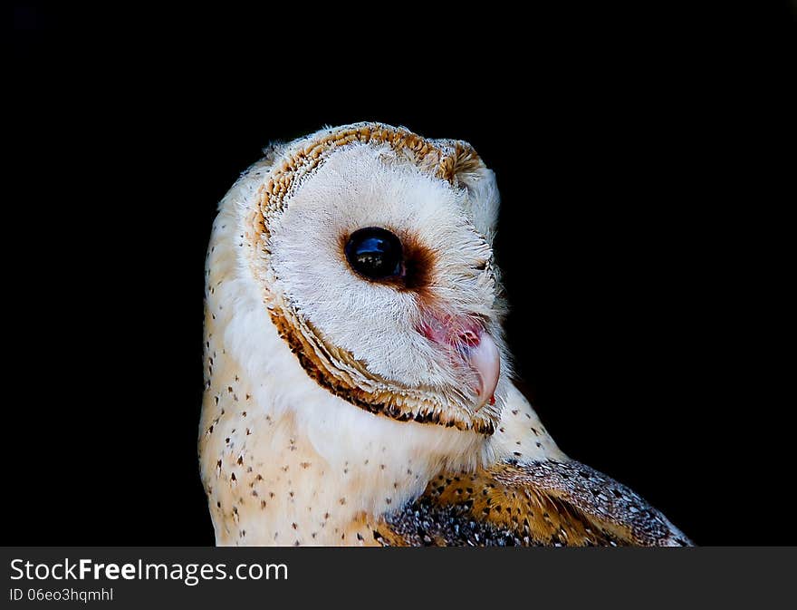 Barn Owl &x28; Tyto alba &x29