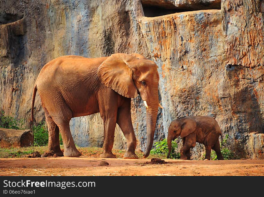 Mother Elephant with baby Elephant in zoo