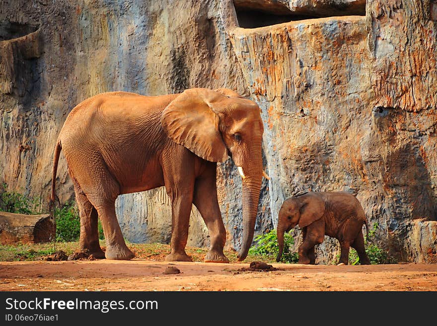 Mother Elephant with baby Elephant