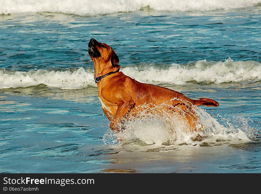 A Rhodesian Ridgeback breed dog bursts out of seawater on a beach in South Africa. A Rhodesian Ridgeback breed dog bursts out of seawater on a beach in South Africa.