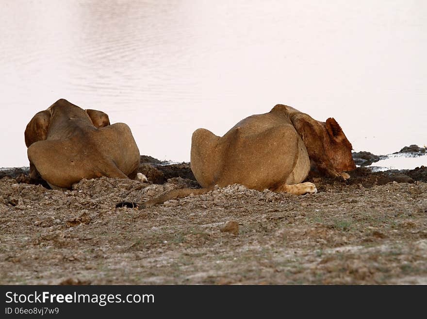 Sunrise, lions drinking after a kill in Savuti, Botswana. Sunrise, lions drinking after a kill in Savuti, Botswana