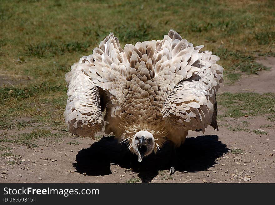 Cape Vulture Or Griffon