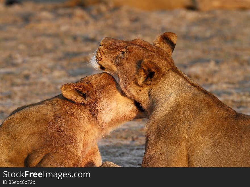 Lionesses licking the blood off each other after eating their kill in Africa. Lionesses licking the blood off each other after eating their kill in Africa