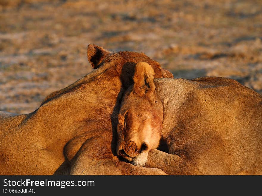 Lions can be very aggressive, but with their own family they are big pussycats. Lions can be very aggressive, but with their own family they are big pussycats.