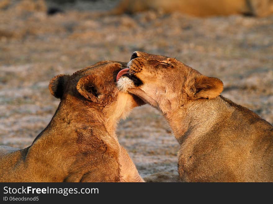 Licking Lioness