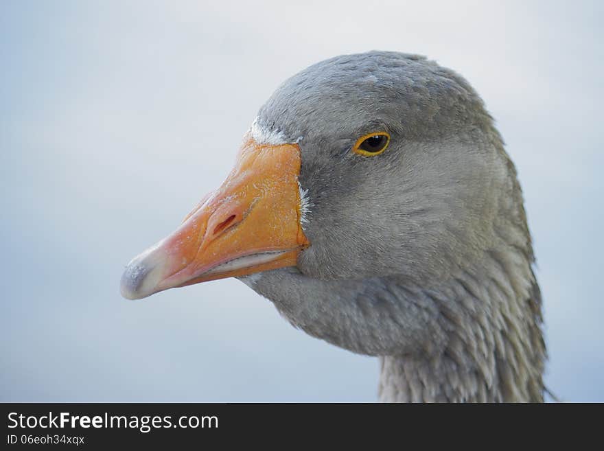 Gray Goose.