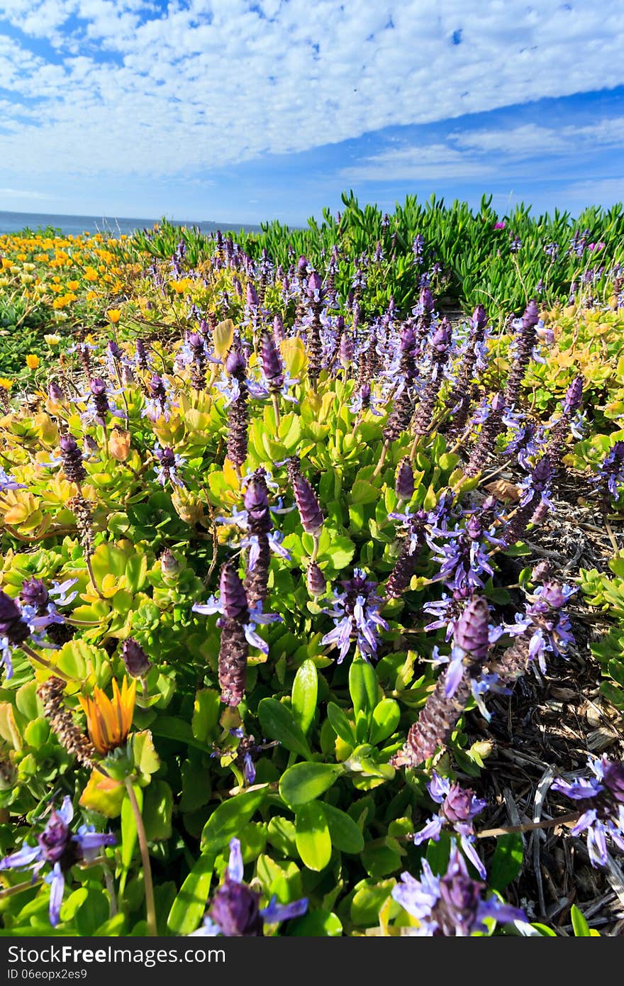 Beautiful lavandula stoechas on Sunny Day, Cape Town, South Africa