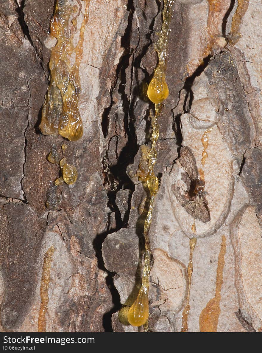 Pitch drops on a tree trunk. Pitch drops on a tree trunk.