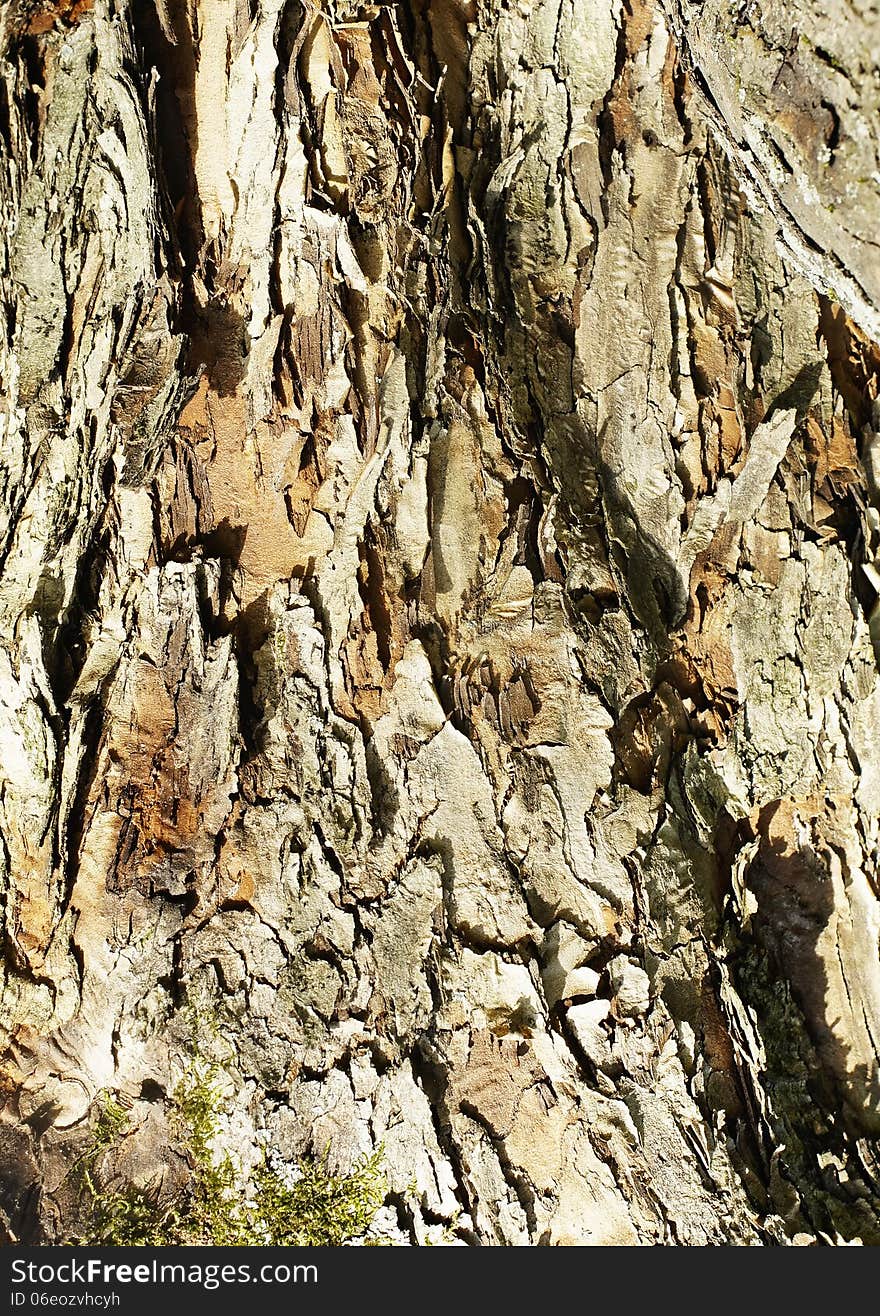 Background from bark of an old hawthorn. Background from bark of an old hawthorn.