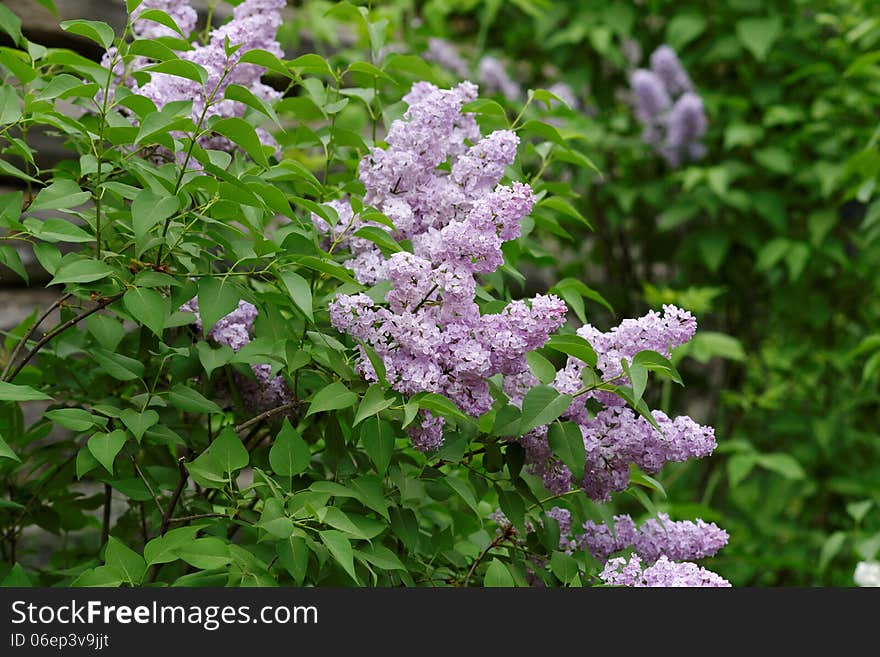 Delicate pink lilac flowers on the green bushes