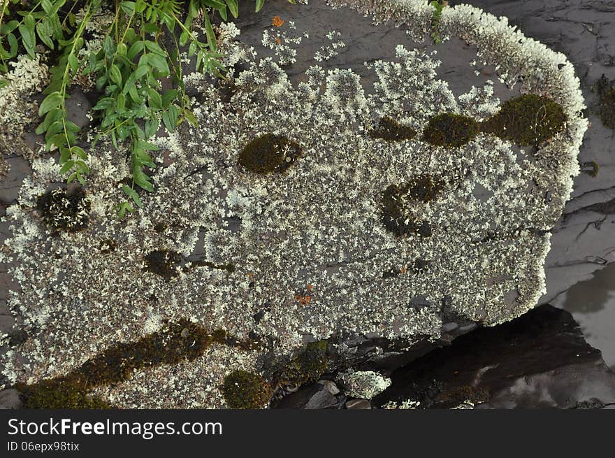 Saxifrage. Sparse vegetation of Yakutia.