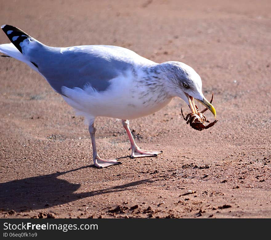 Herring Gull With Crab