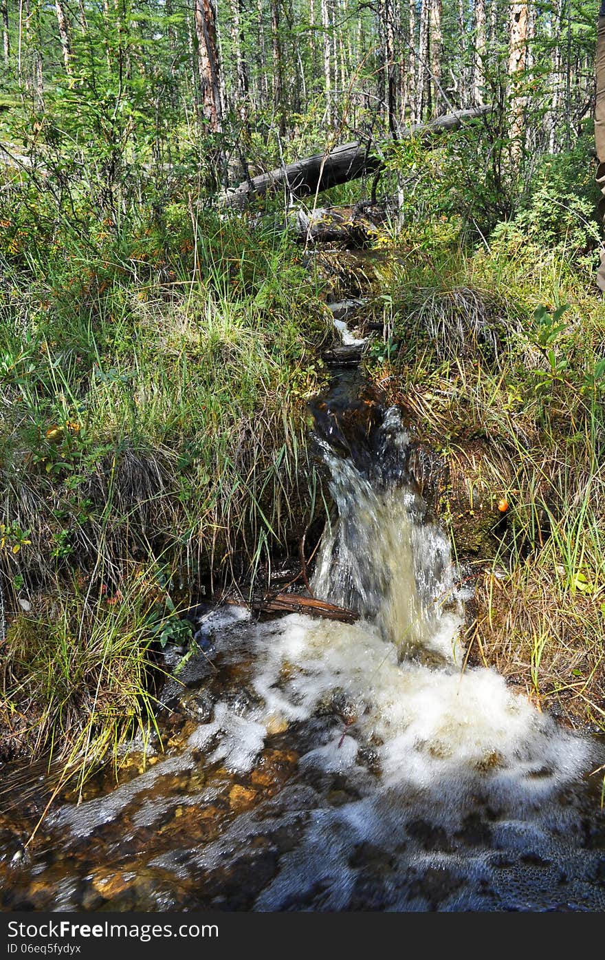 Brook in the grass.