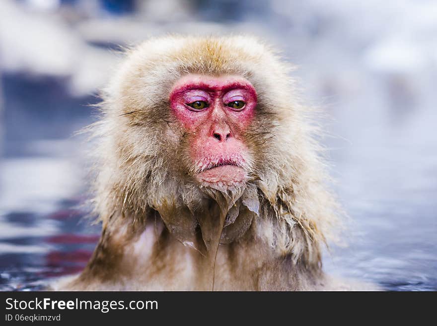 Macaques bath in hot springs in Nagano, Japan. Macaques bath in hot springs in Nagano, Japan.