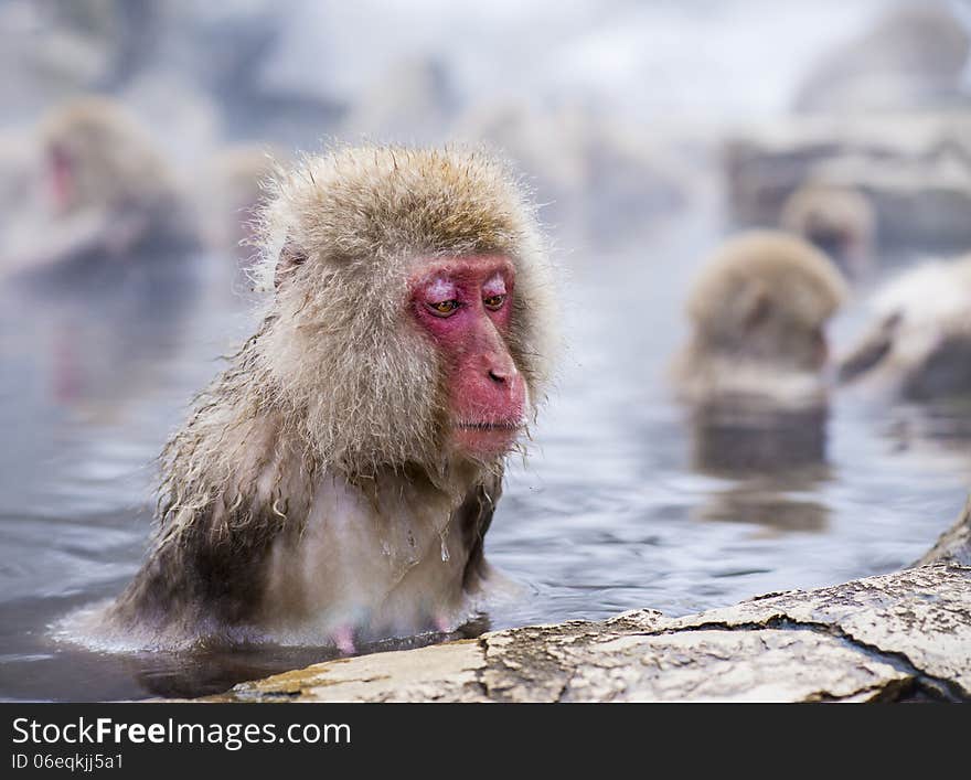 Macaques bath in hot springs in Nagano, Japan. Macaques bath in hot springs in Nagano, Japan.