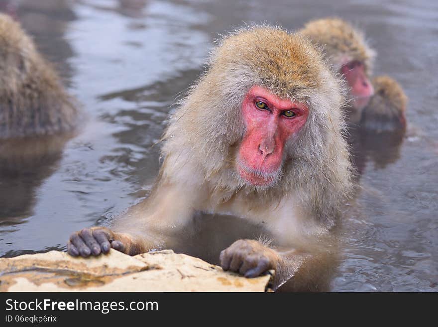 Macaques bath in hot springs in Nagano, Japan. Macaques bath in hot springs in Nagano, Japan.