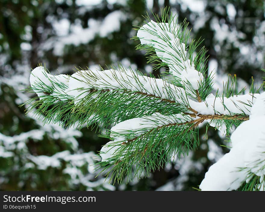 Pine branch, covered with snow.