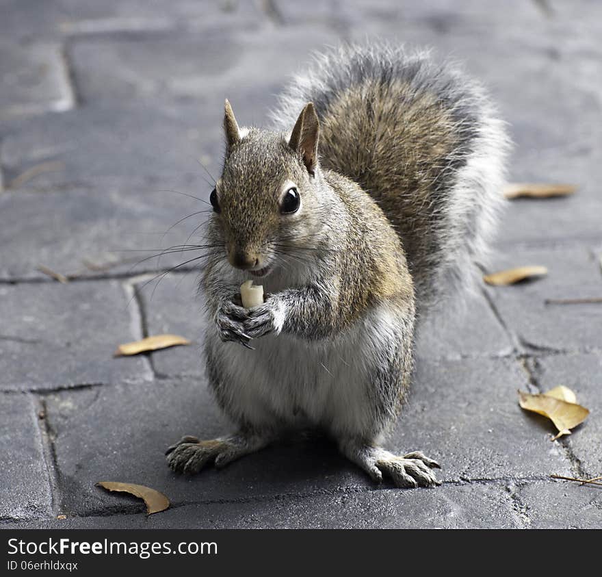 Squirrel Eating a Peanut