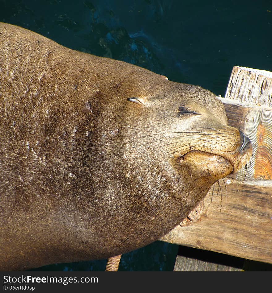 Close up of sleeping sea lion on pier. Close up of sleeping sea lion on pier