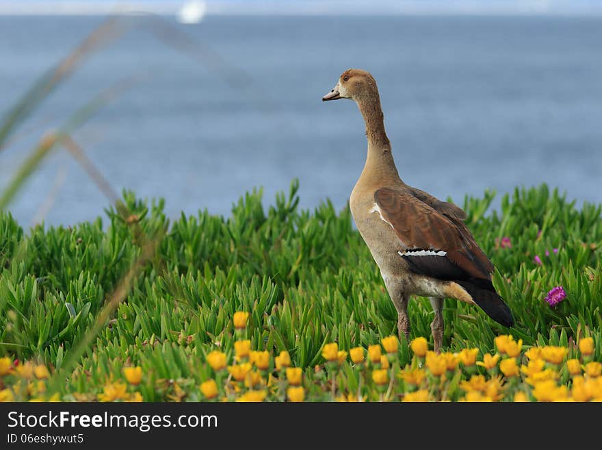 Beauftiful Wild Duck in Cape Town, South Africa