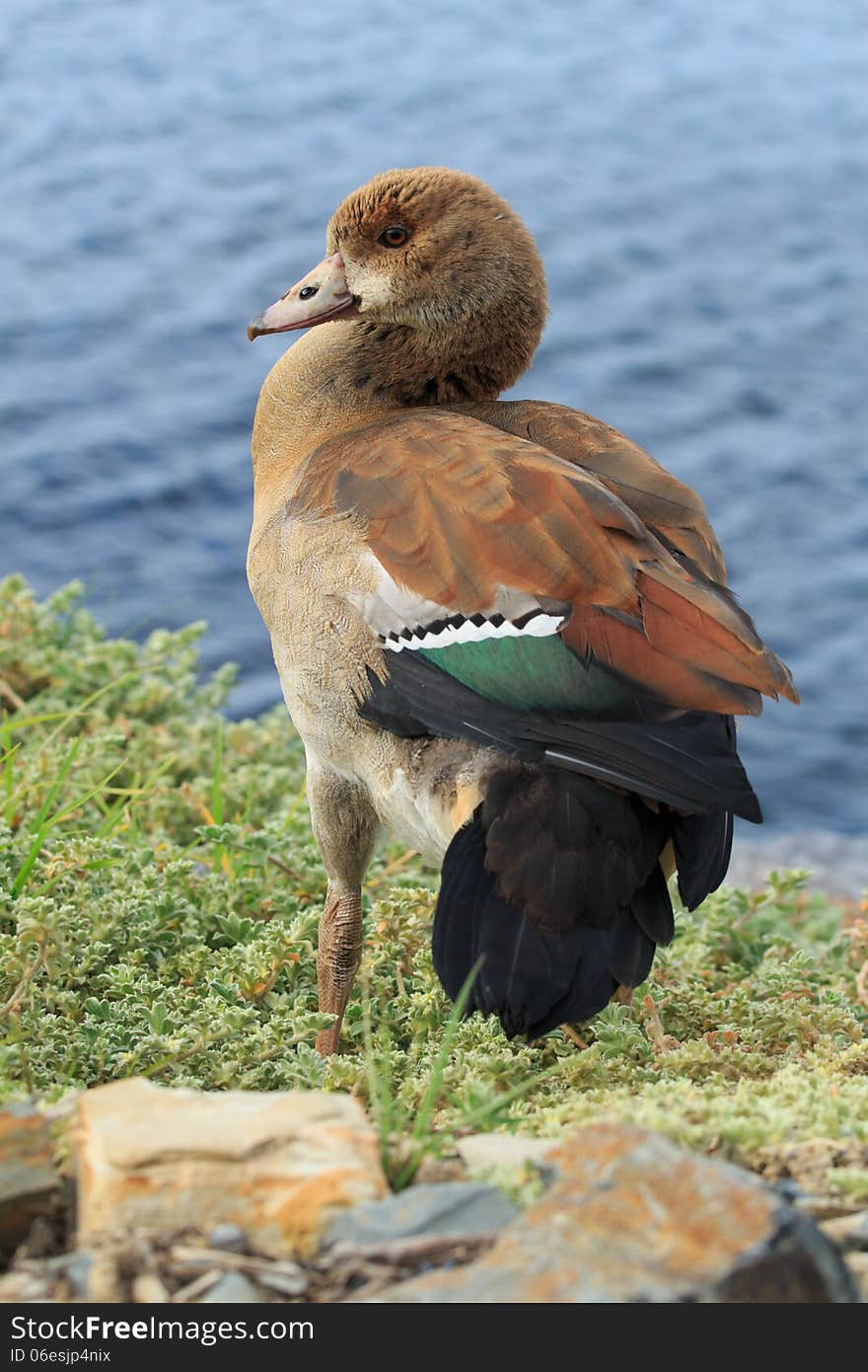 Beauftiful Wild Duck in Cape Town, South Africa