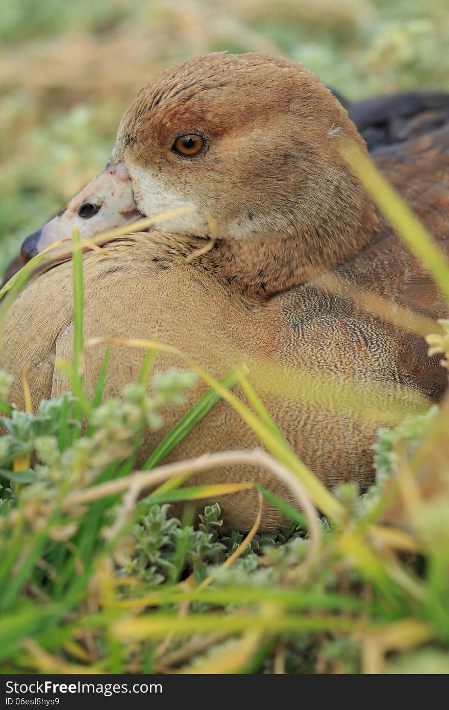 Beauftiful Wild Duck in Cape Town, South Africa