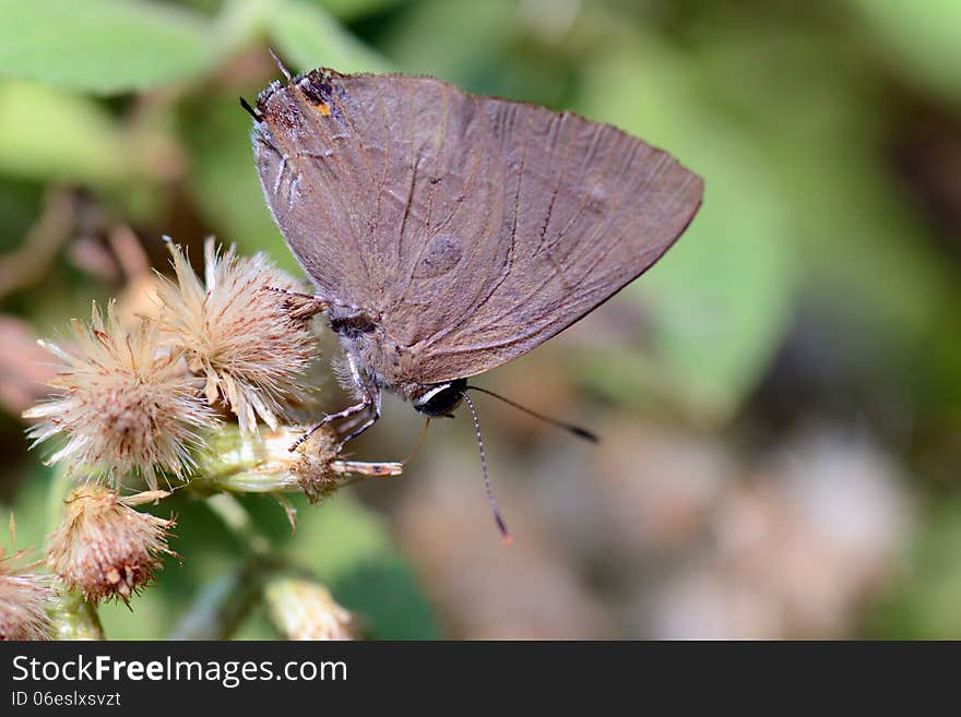 A butterfly close the wings