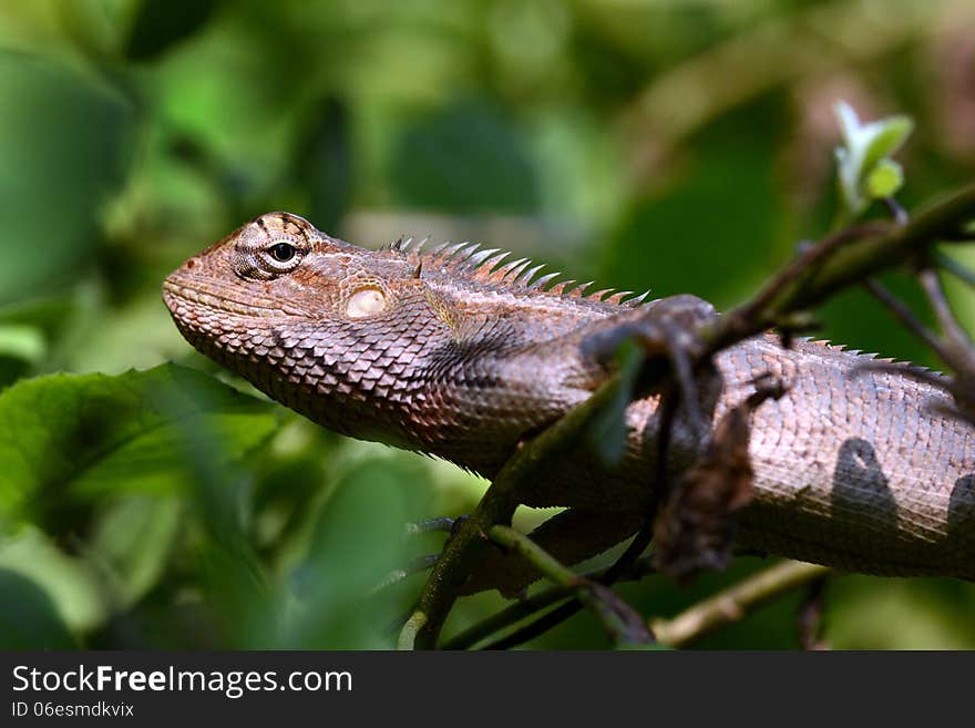 A chameleon alert for insect