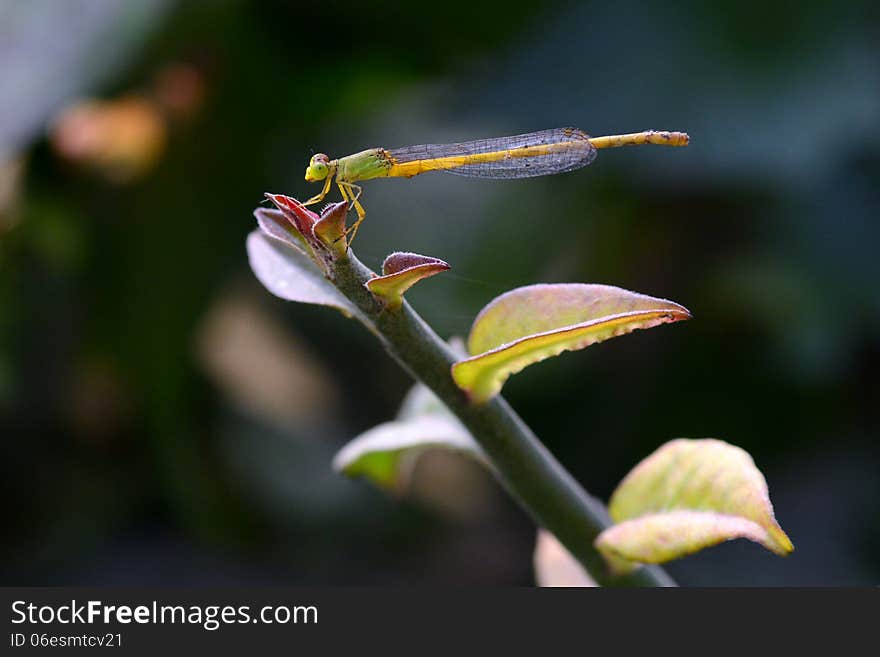 Small grasshopper sitting on a tree