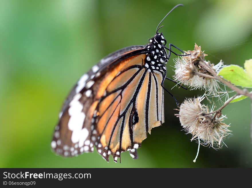 Butterfly on a flower in the garden