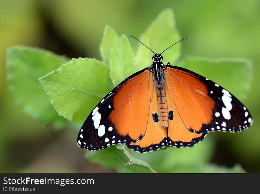 A colorful butterfly in the garden