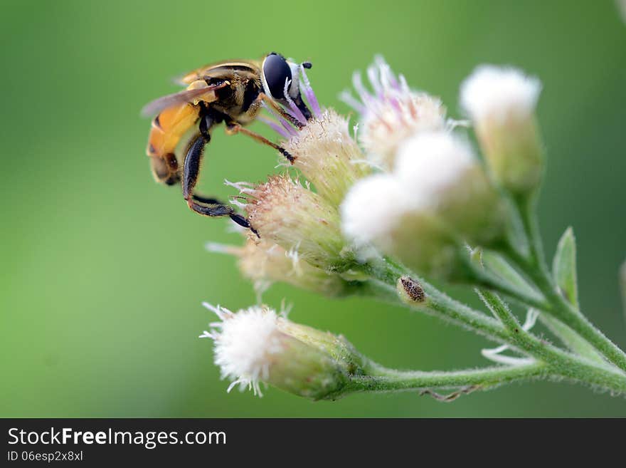 A flying insect on the flower